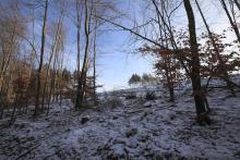 Fichtenfällung - FFH - Landschaftsschutzgebiet - Naturschutzgebiet