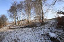 Fichtenfällung - FFH - Landschaftsschutzgebiet - Naturschutzgebiet