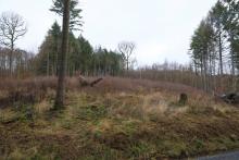 Wanderweg zur Puderburg - hessische Seite