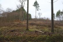 Wanderweg zur Puderburg - hessische Seite