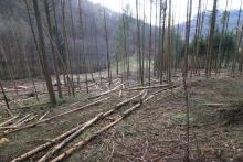 &quot;Gegen der Kirschwiese&quot; - Kirschwiesental - unterhalb &quot;Kirschköpfchen&quot;