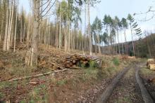 &quot;Gegen der Kirschwiese&quot; - Kirschwiesental - unterhalb &quot;Kirschköpfchen&quot;