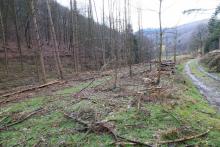 NSG Kirschwiesental  - Landschaftsschutzgebiet - gegenüber &quot;Gegen der Kirschwiese&quot;