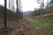 NSG Kirschwiesental  - Landschaftsschutzgebiet - gegenüber &quot;Gegen der Kirschwiese&quot;