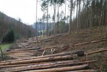 &quot;Gegen der Kirschwiese&quot; - Kirschwiesental - unterhalb &quot;Kirschköpfchen&quot;