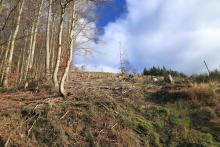 Hang zum Obernberg - westlich - Bad Laasphe-Nord 4 - zwischen &quot;Aufm Obernberg&quot; und &quot;Obernberg&quot;