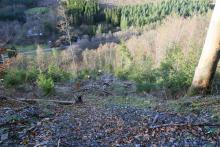 Unterm Obernberg - westlich - Kapp - Bad Laasphe-Nord 5