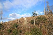 Unterm Obernberg - bergwärts - westlich - Bad Laasphe-Nord 6