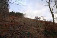 westlich Butzeberg - Hang aufwärts - an Wanderweg L4