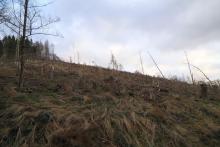 westlich Butzeberg - Hang aufwärts - an Wanderweg L4