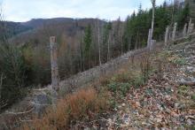 westlich Butzeberg - Hang abwärts - an Wanderweg L4