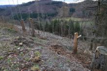 westlich Butzeberg - Hang abwärts - an Wanderweg L4