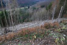westlich Butzeberg - Hang abwärts - an Wanderweg L4