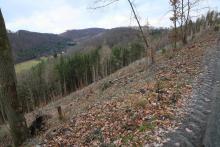 westlich Butzeberg - Hang abwärts - an Wanderweg L4