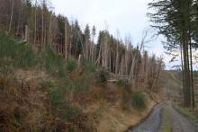 Hang aufwärts - S/W Butzeberg - am Wanderweg L4