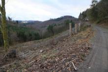 Südlich Butzeberg - Kurve zu Kurve auf Wanderweg L4 - oberhalb &quot;Butzebach&quot; - Hang abwärts