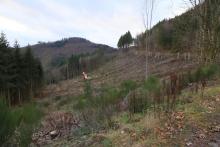 Südlich Butzeberg - Kurve zu Kurve auf Wanderweg L4 - oberhalb &quot;Butzebach&quot; - Hang abwärts