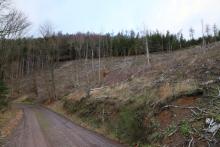 Butzeberg Süd - Hang aufwärts - oberhalb &quot;Butzebach&quot; - unterhalb &quot;Auf dem Butzenbach&quot; - am Wanderweg L4