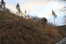 westlich Weibersberg - oberhalb Wanderweg L4 - Hang aufwärts