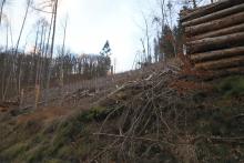 S-W Weibersberg - Hang aufwärts - oberhalb Wanderweg L4