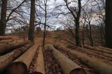 Hang parallel zum Wanderweg X15 / W - östlich &quot;Aufm Fangsboden&quot; - N/W &quot;Fang&quot;