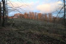 unterhalb und westlich Krautkopf - Hang parallel zum Wanderweg X15/W
