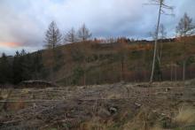 zwischen N_O Weibersberg und N_W Krautkopf - Richtung Neuntel - linker Hand - am Wanderweg X15/W