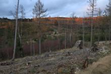 zwischen N_O Weibersberg und N_W Krautkopf - Richtung Neuntel - linker Hand - am Wanderweg X15/W