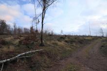 N Krautkopf - Richtung Neuntel - am Wanderweg X15/W