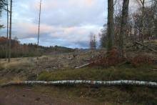 N Krautkopf - Richtung Neuntel - am Wanderweg X15/W