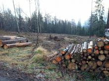 Kaum ein Fleck Wald ohne Kahlschlag.