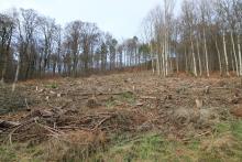 Oberhalb/nördlich &quot;Oben in der Kirschwiese&quot; - unterhalb/südlich &quot;Oberste Kirschköpfchen&quot; - untere Fläche rechts neben &quot;Im Hütchen&quot;