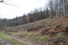 Oberhalb/nördlich &quot;Oben in der Kirschwiese&quot; - unterhalb/südlich &quot;Oberste Kirschköpfchen&quot; - untere Fläche rechts neben &quot;Im Hütchen&quot;