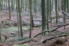 Biotop am Wanderweg A1 - nach Paragraph 30 - zwischen &quot;In der Weidetal&quot; und &quot;Vorm Hainrot&quot;