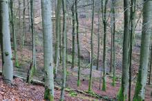 Biotop am Wanderweg A1 - nach Paragraph 30 - zwischen &quot;In der Weidetal&quot; und &quot;Vorm Hainrot&quot;