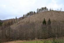 Neesbach - oberhalb &quot;Im untersten Neesbach&quot;