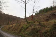 Hang am Wanderweg L4 - rechts Neesbach - südlich vom Neesbach