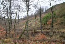 Hang am Wanderweg L4 - rechts Neesbach - südlich vom Neesbach