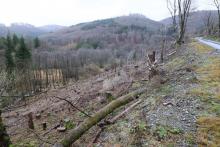 Neesbach - oberhalb &quot;Im untersten Neesbach&quot;