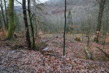 Schutzgebiet = FFH, NSG, Biotop §30, Landschaftsschutzgebiet - nahe &quot;Im Grund unterm Hülshofe&quot;