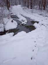 Die Wege gleichen eher einem Feuchtbiotop.