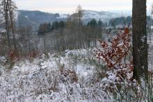 Nadelbaum-Fällung am Wanderweg L6 - zwischen &quot;Gerhardseck&quot; und &quot;Litzelbachsloch&quot;