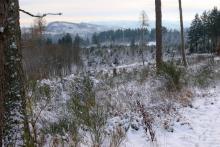 Nadelbaum-Fällung am Wanderweg L6 - zwischen &quot;Gerhardseck&quot; und &quot;Litzelbachsloch&quot;