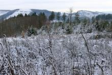 Nadelbaum-Fällung am Wanderweg L6 - zwischen &quot;Gerhardseck&quot; und &quot;Litzelbachsloch&quot;