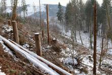 Nadelbaum-Fällung  - am Wanderweg L8/P1/P - zwischen &quot;Litzelbachsloch&quot; und &quot;Am Friedenhölzchen&quot;
