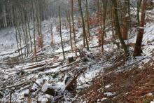 Nadelbaum-Fällung  - am Wanderweg L8/P1/P - zwischen &quot;Litzelbachsloch&quot; und &quot;Am Friedenhölzchen&quot;