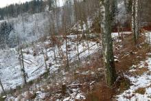 Nadelbaum-Fällung  - am Wanderweg L8/P1/P - zwischen &quot;Litzelbachsloch&quot; und &quot;Am Friedenhölzchen&quot;
