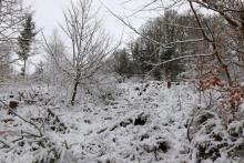 Rote Hardt - Hang aufwärts - etwas versteckt - vom Rundweg - Bad Laasphe - Nord 30