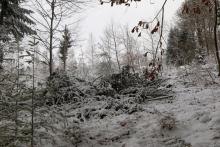 Rote Hardt - Hang aufwärts - etwas versteckt - vom Rundweg - Bad Laasphe - Nord 30