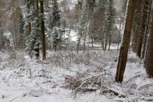 SW Rote Hardt - Richtung Hundskopf und Lehrberg - zwischen Hirthsgrund und Rote Hardt